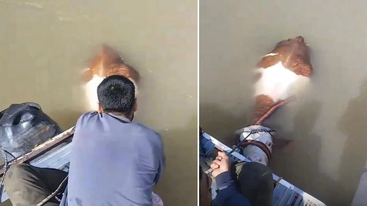 Mahsur Kalan Tosun, Balıkçıların İnisiyatifiyle Kurtarıldı