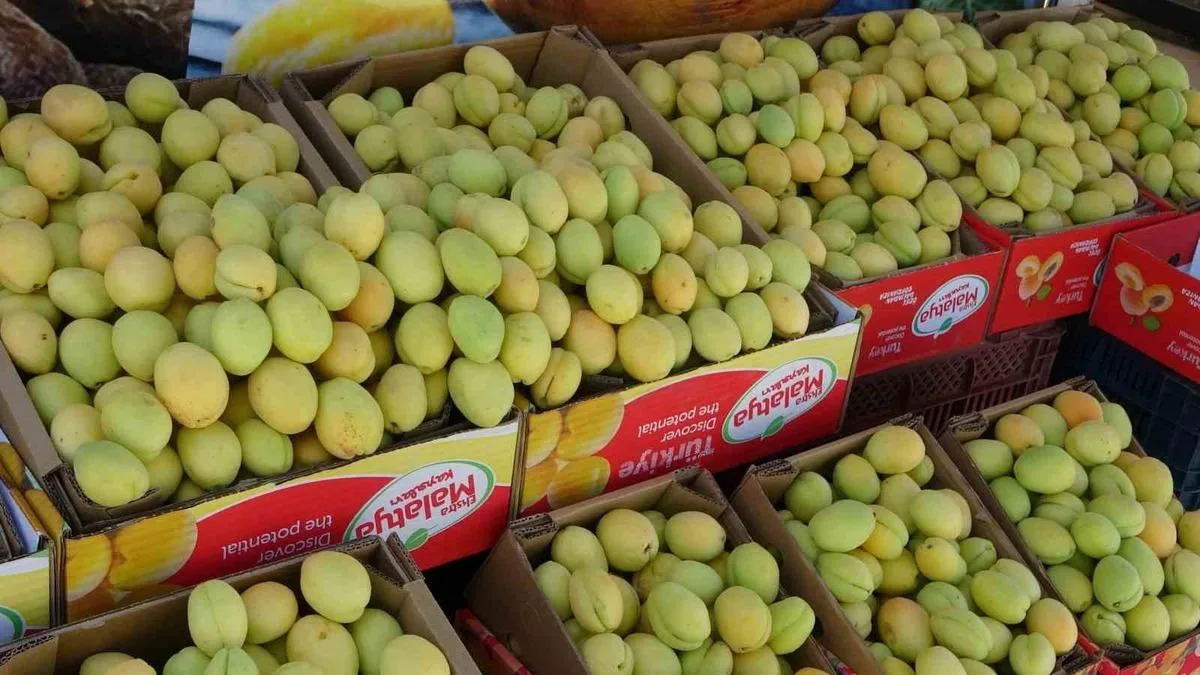 Malatya’da Yaş Kayısı Tezgahlarda Yerini Aldı!