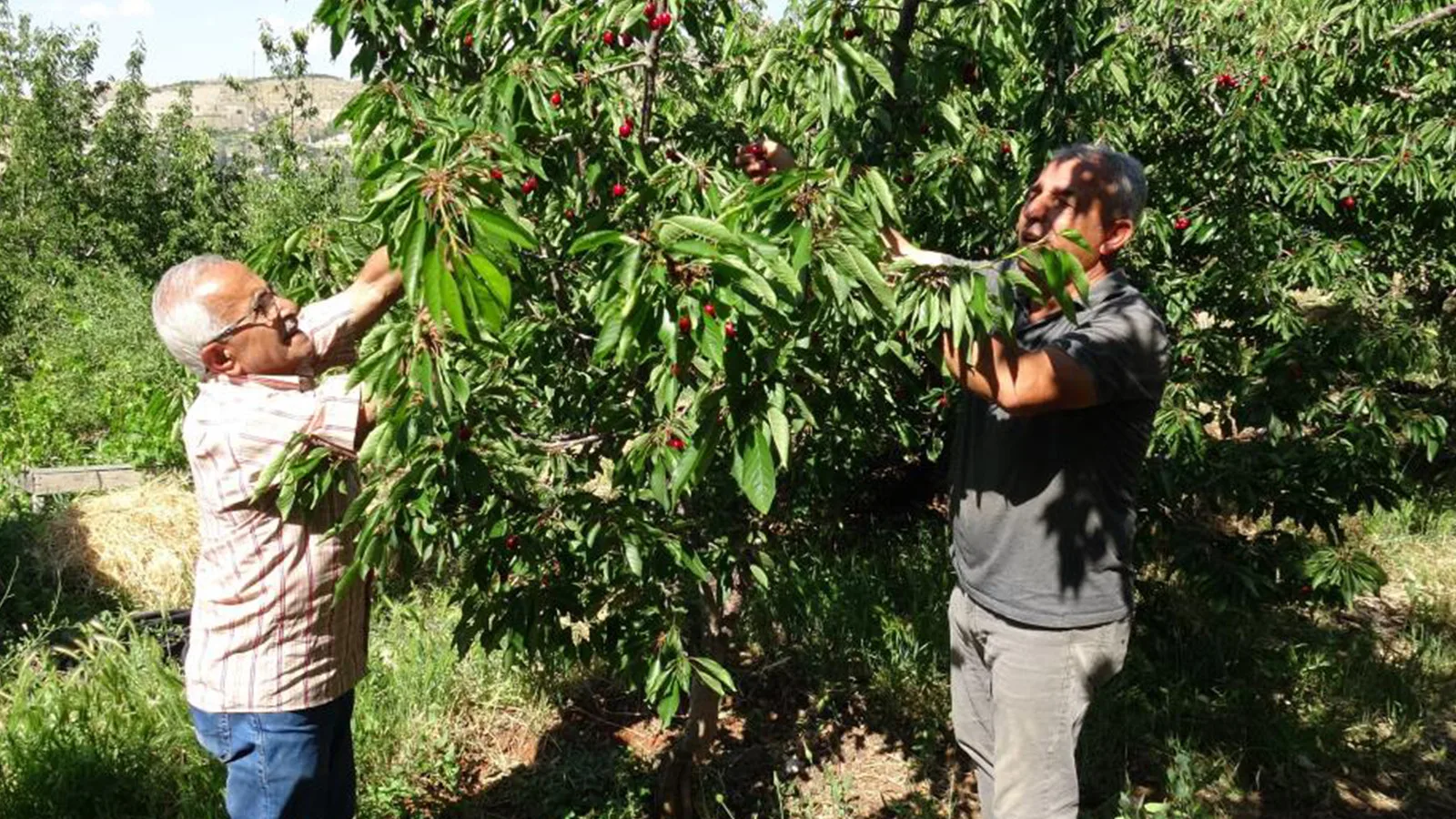 Malatya Kirazı’nda Yüksek Yevmiye, İşçi Bulunamıyor!