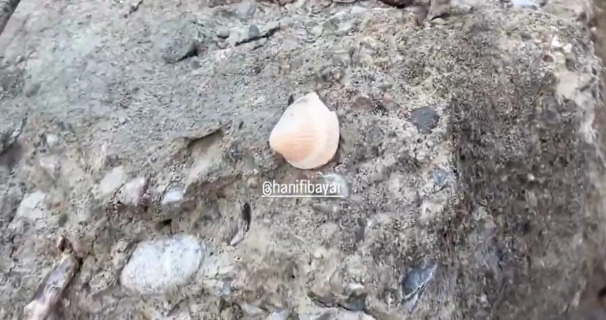 Maltepe de çöken binanın enkazında akılalmaz görüntü: Betondan deniz kabuğu çıktı! 5
