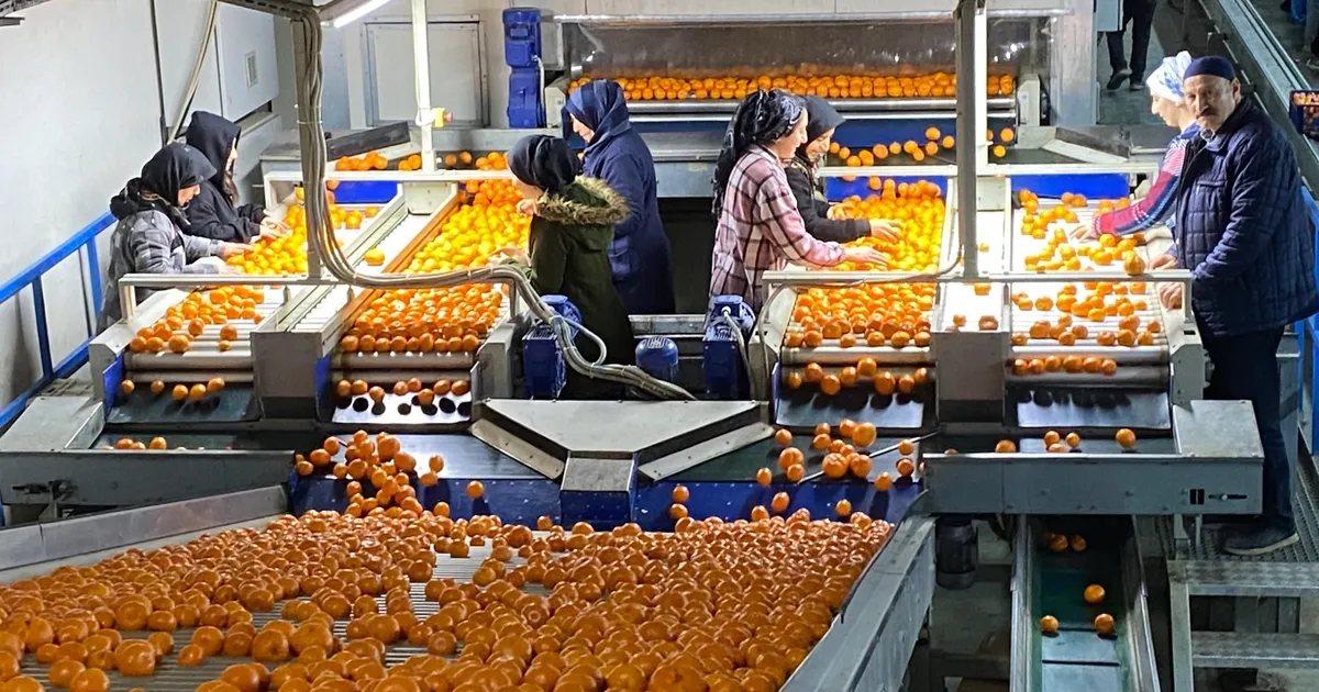 Mandalina İhracatı, Rekoru Kırdı!