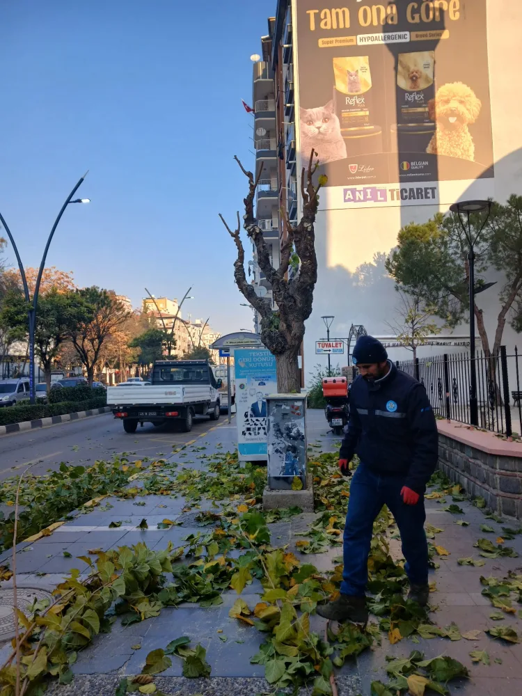 Budama Çalışmaları
