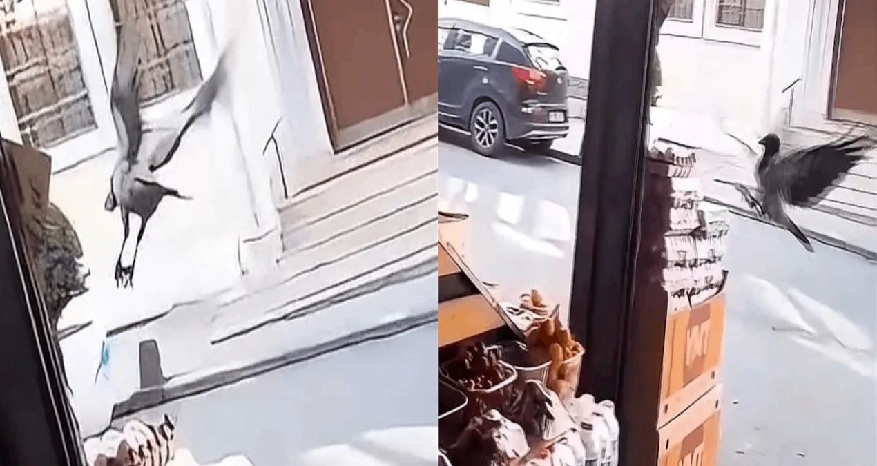 Market Önünde Karganın Yumurtalı Hırsızlığı!