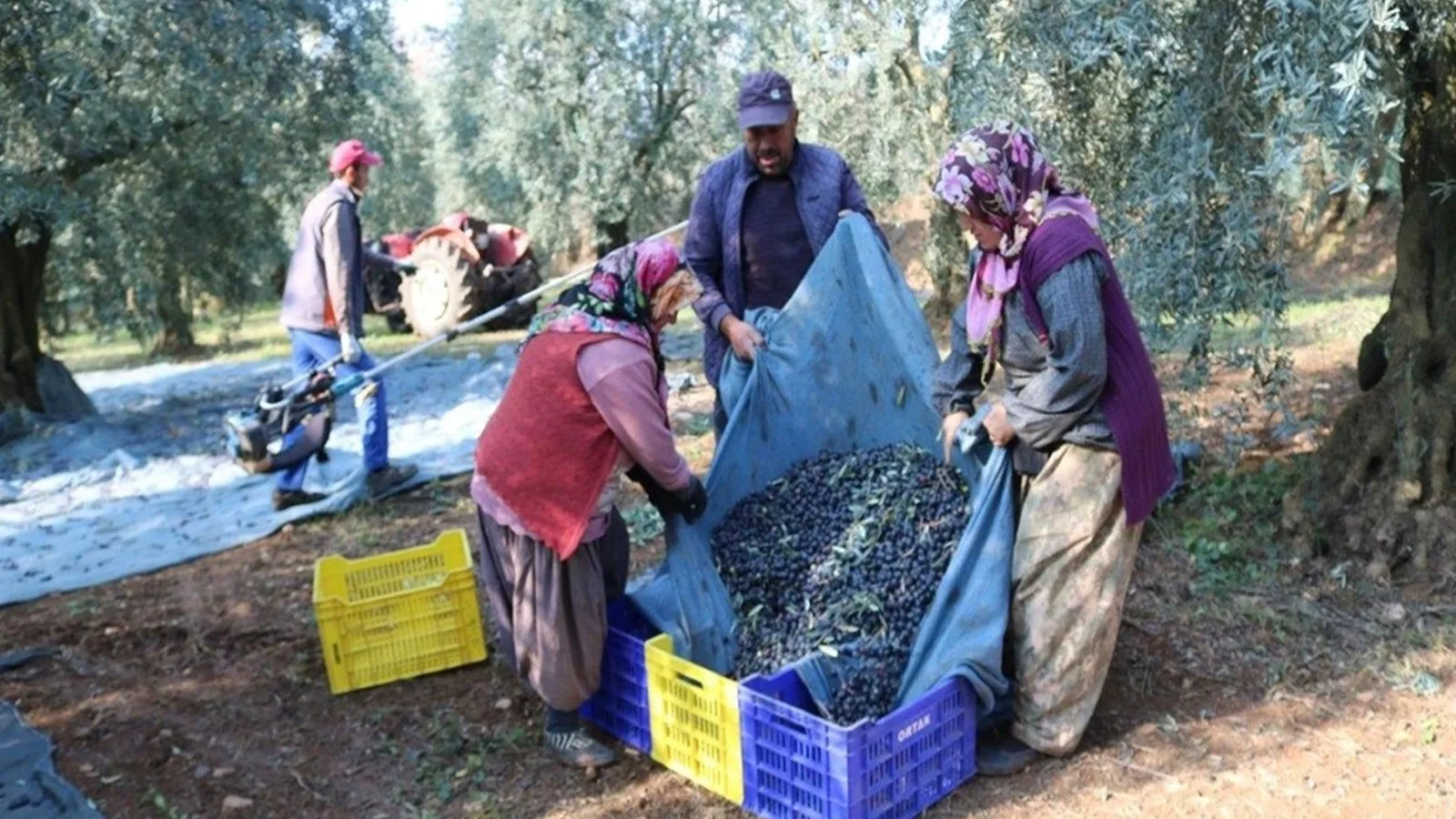 Marmarabirlik’ten 35 Milyon Dolarla Zeytin Atılımı!