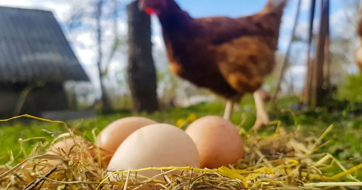 Mart’ta Yumurtada Üretim Düşüşü Yaşandı!