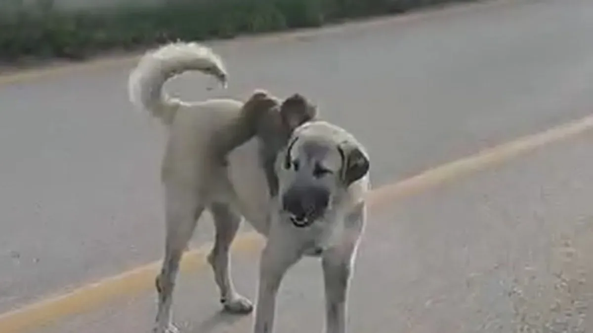 Maymun ve Sokak Köpeği: İlginç Anlar!