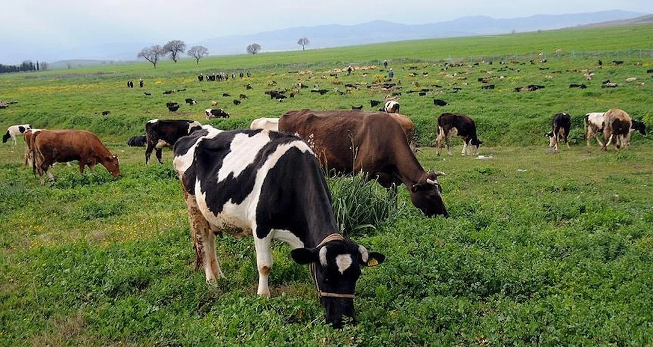 Mera Alanları, Yatırım Amaçlı Kullanıma Açıldı!