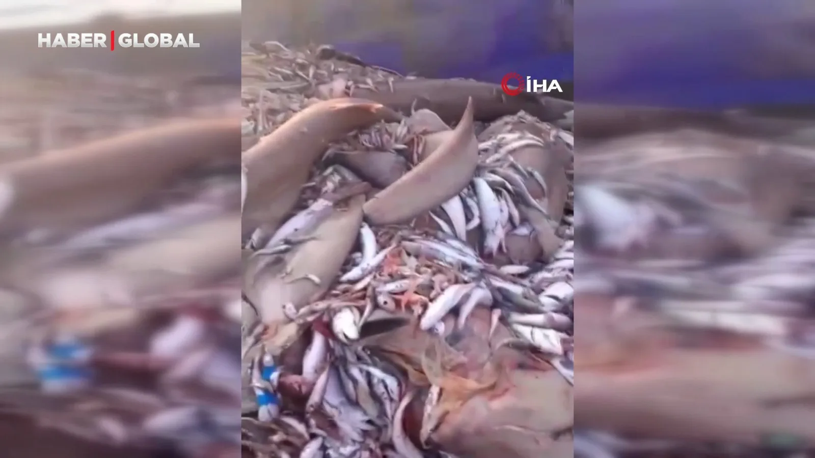 Mersin’de Koruma Altındaki 8 Köpekbalığı Yakalandı!
