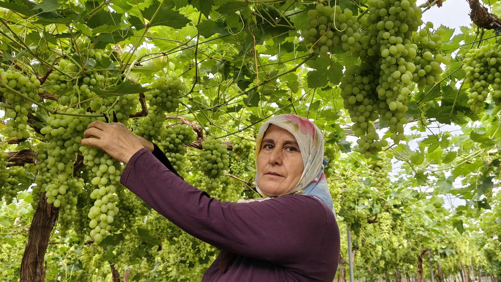 Mersin’de Üzüm Hasadı: Kilosu 600 TL!