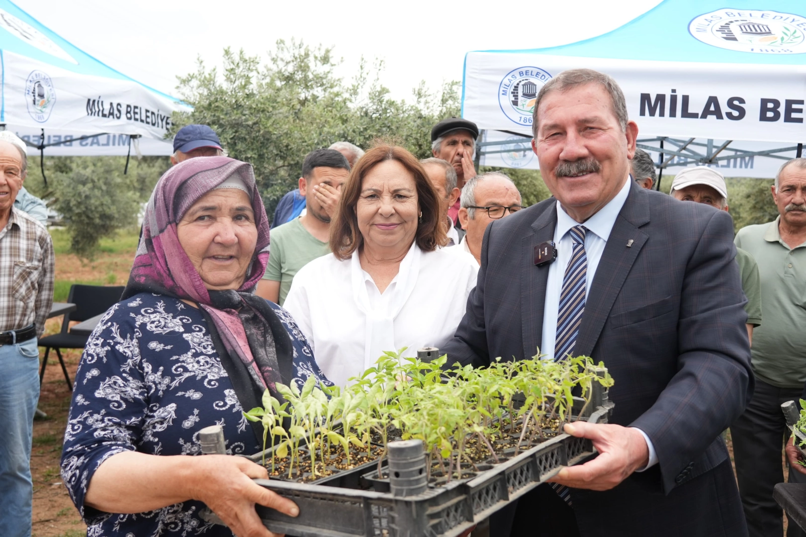 Milas’ta 300 Üreticiye Ata Tohumu Fidesi Dağıtıldı