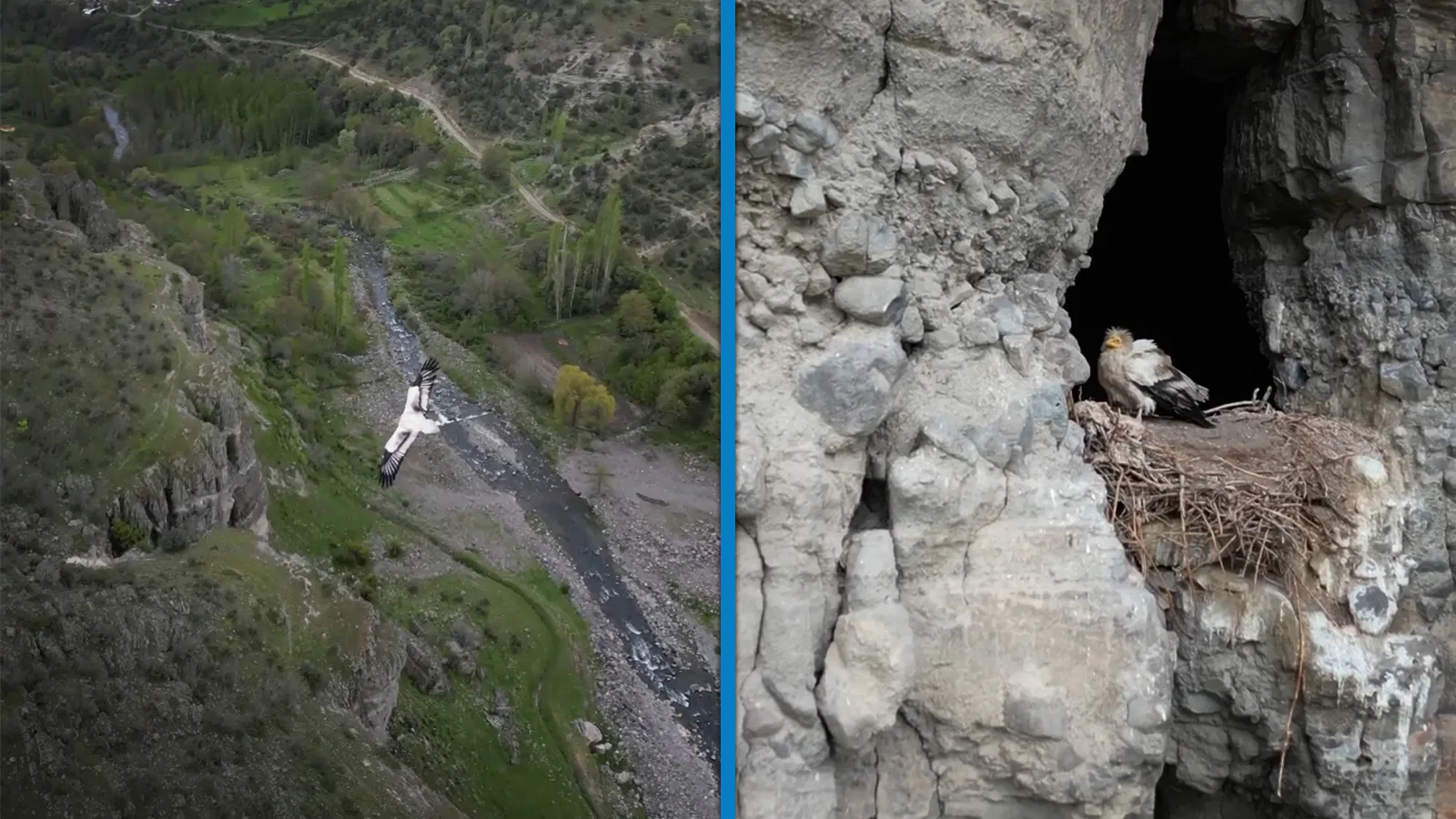Mısır Akbabası Kınıkçı Kanyonu’nda Görüntülendi!