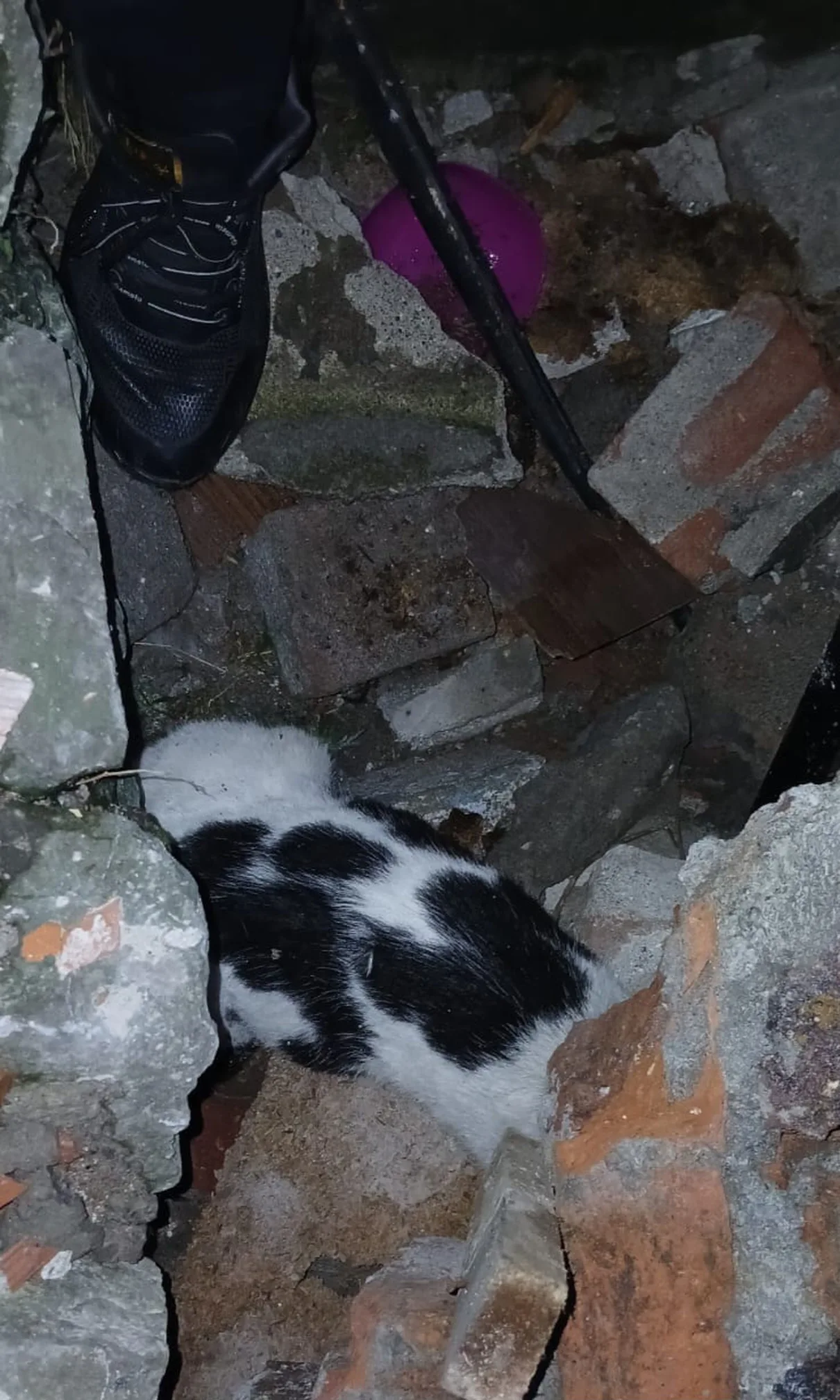 Molozlar Arasında Bulunan Kedi Kurtarıldı