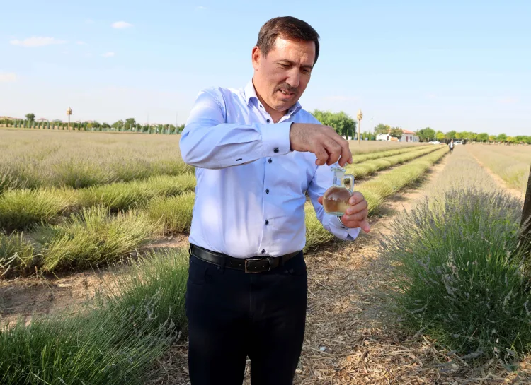 Mor Şölen: Karatay Lavanta Bahçesi’nde Hasat Başladı