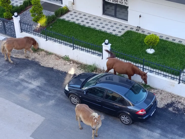 Mudanya’da Başıboş Dolaşan Üç At Tehlike Yarattı!