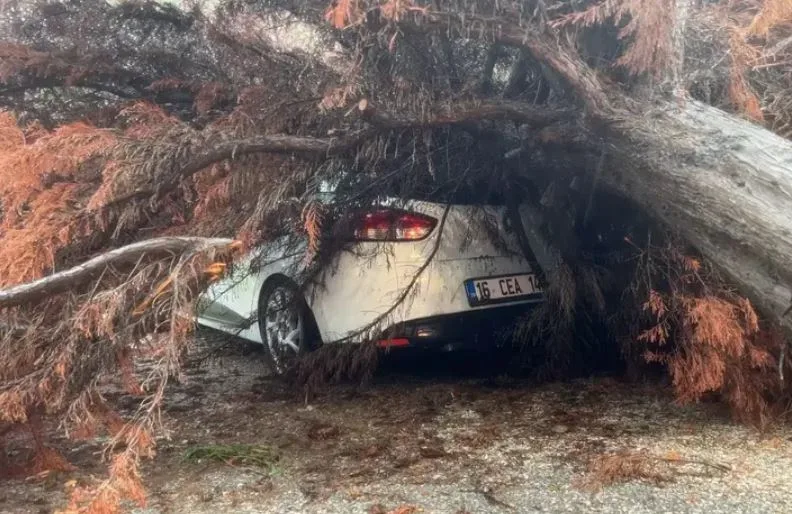 Mudanya’da şiddetli yağışta devrilen ağaç felakete yol açtı!