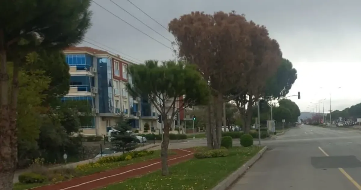 Muğla’da Kurumuş Ağaçlar Güvenlik İçin Kesiliyor