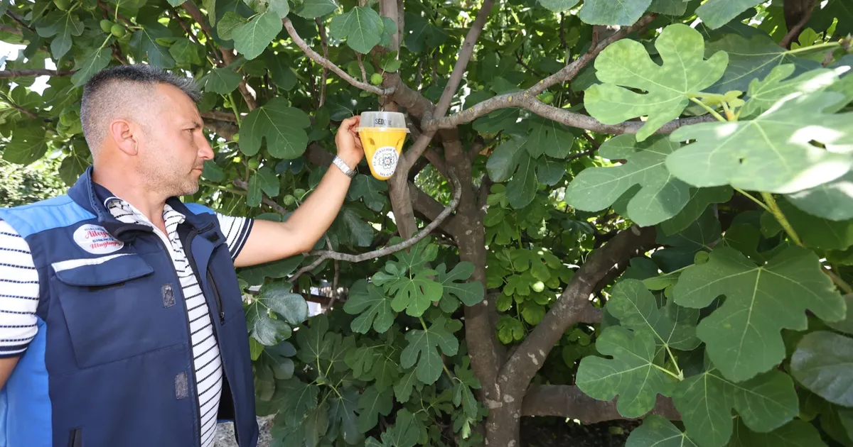 Muğla’da Meyve Sineği İçin Feromon Tuzakları!