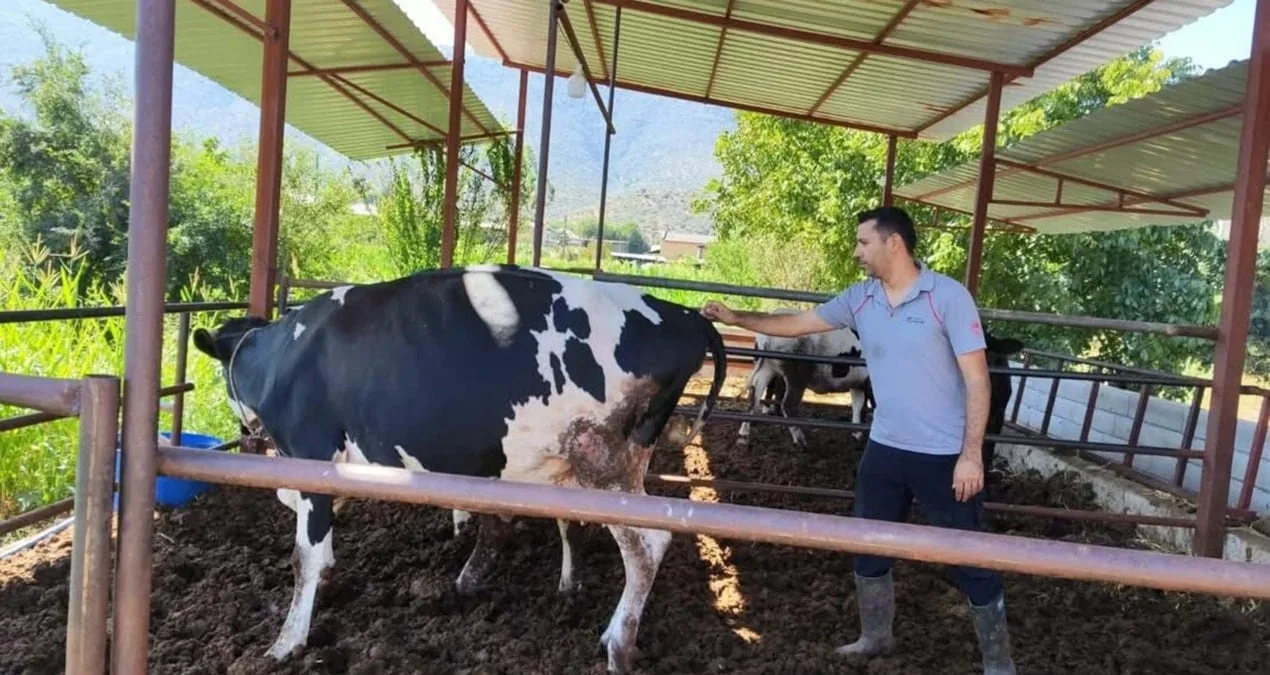 Muğla’da Şap Hastalığı Nedeniyle Karantina!