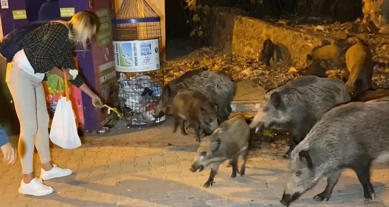 Muğla’da Yaban Domuzlarına Karşı Acil Önlemler Alındı!