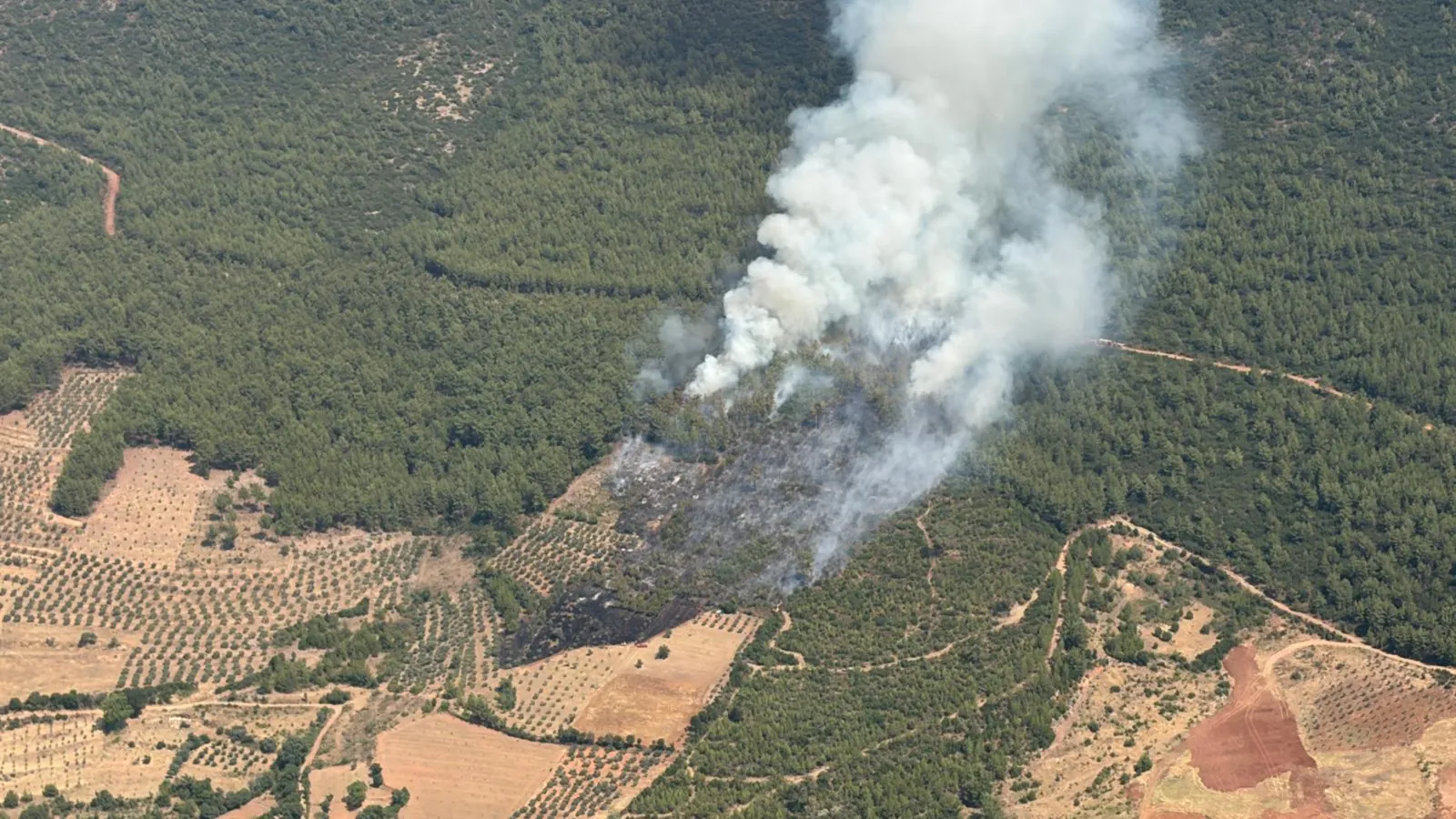 Muğla’da Ziraat Alanında Yangın Ormana Sıçradı!