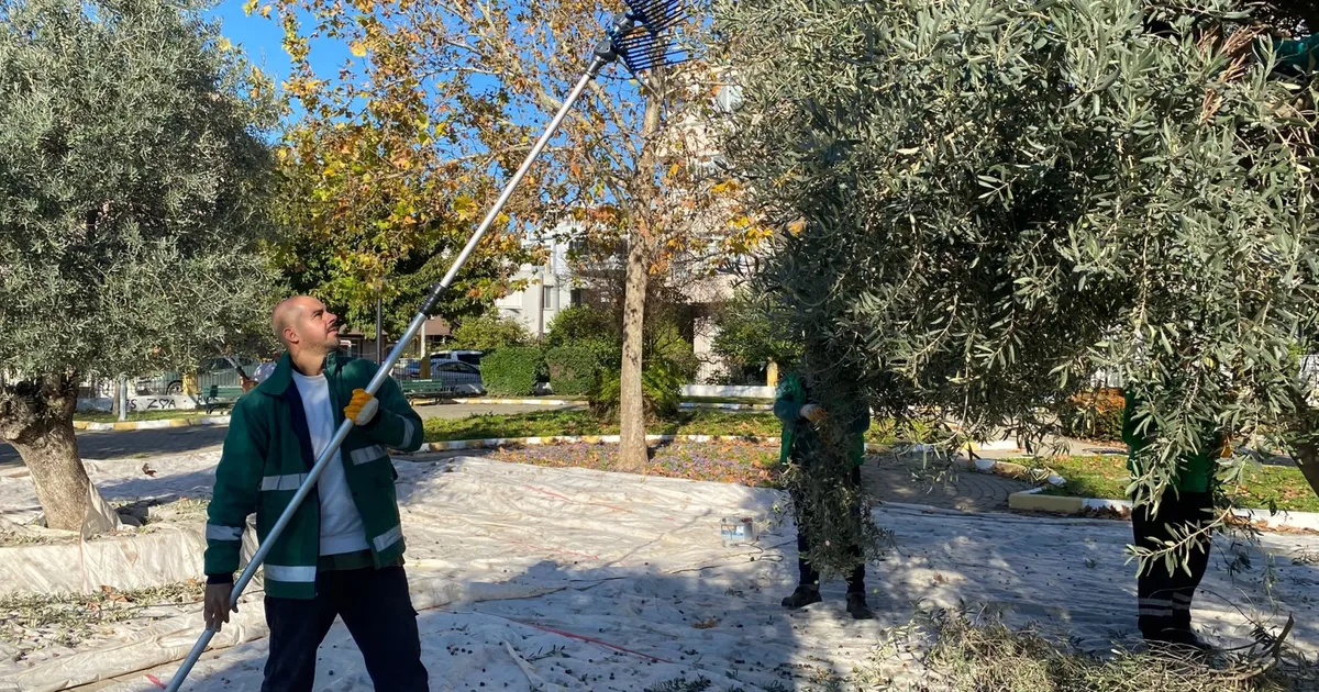 Muğla Milas’ta Zeytin Hasadı Tüm Hızıyla Devam Ediyor!
