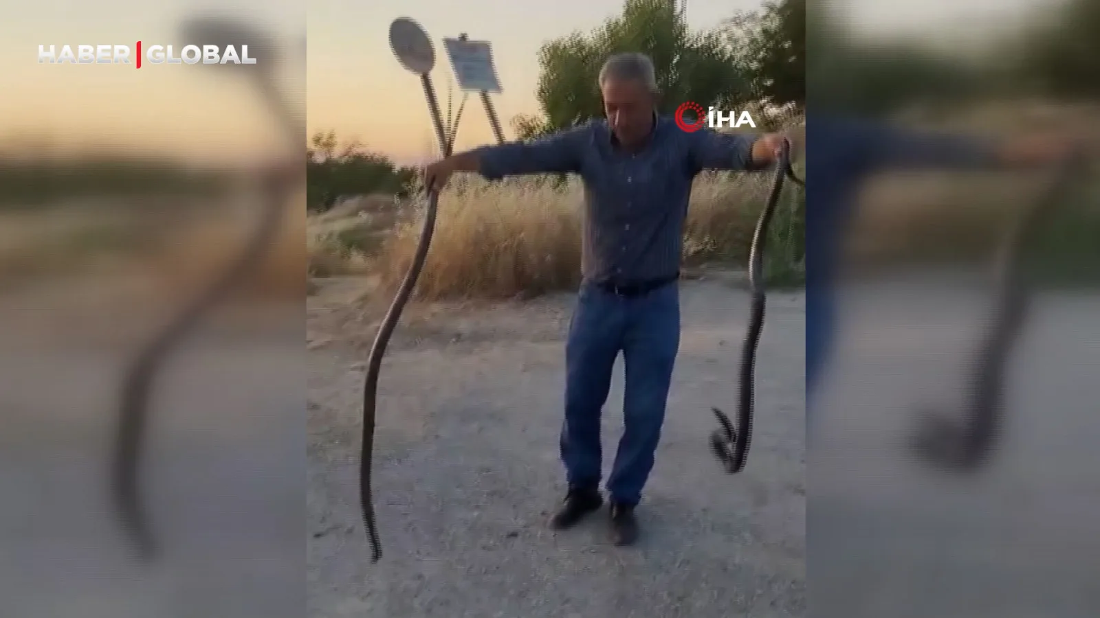 Muhtar Yılanları Yakalayıp Doğaya Bırakıyor!