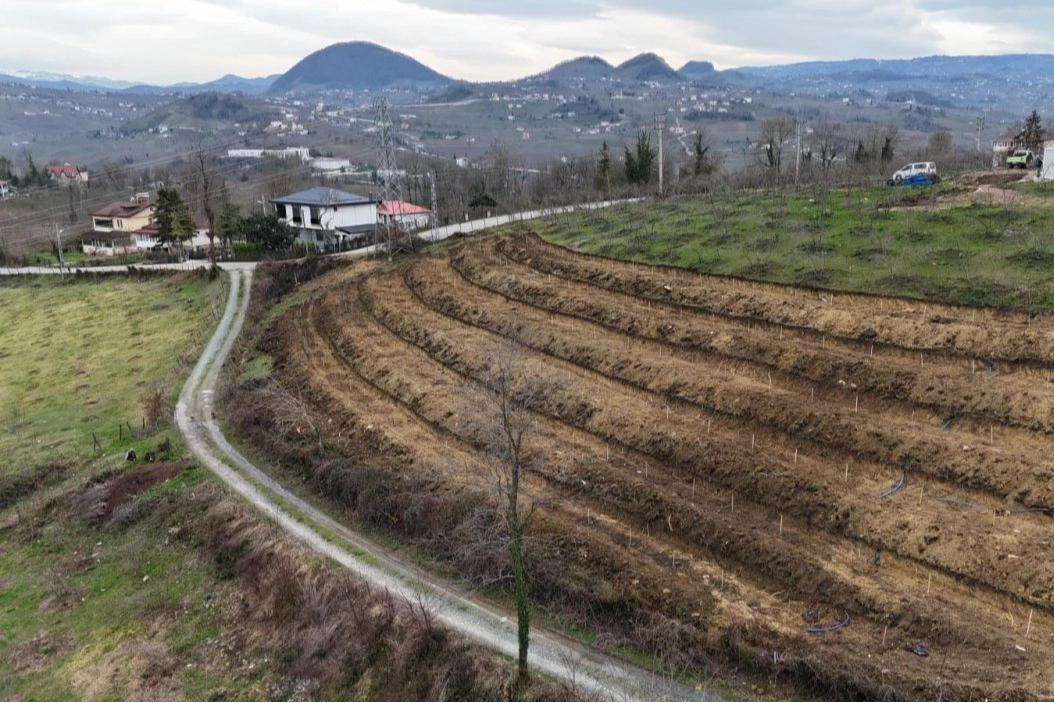 Ordu’da Fındıkta Verim Artışı İçin Yeni Proje!