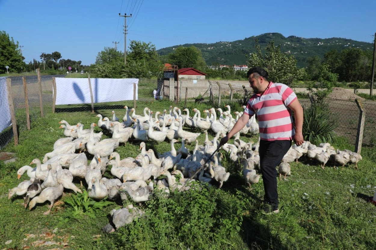 Ordu’da Kaz Yetiştiriciliği Hızla Büyüyor!