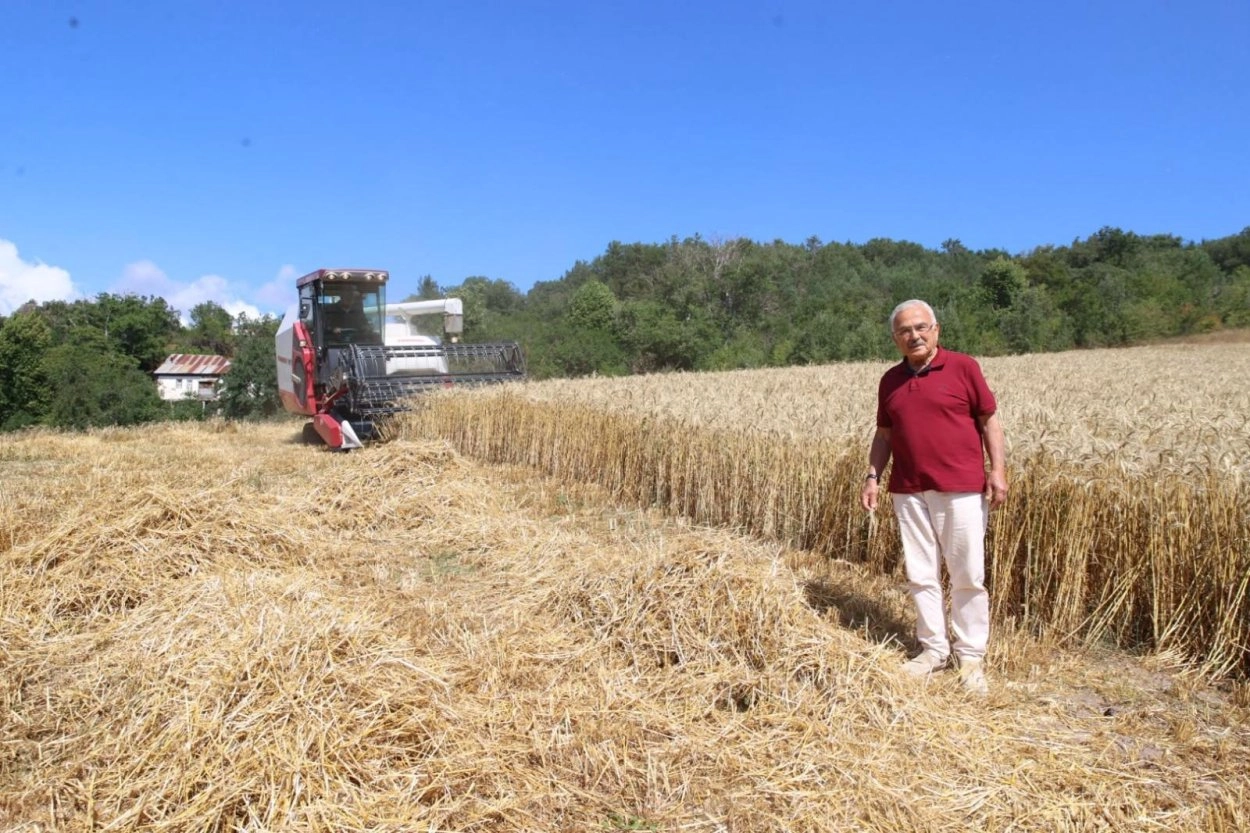 Ordu’da Paletli Biçerdöver ile İlk Buğday Hasadı