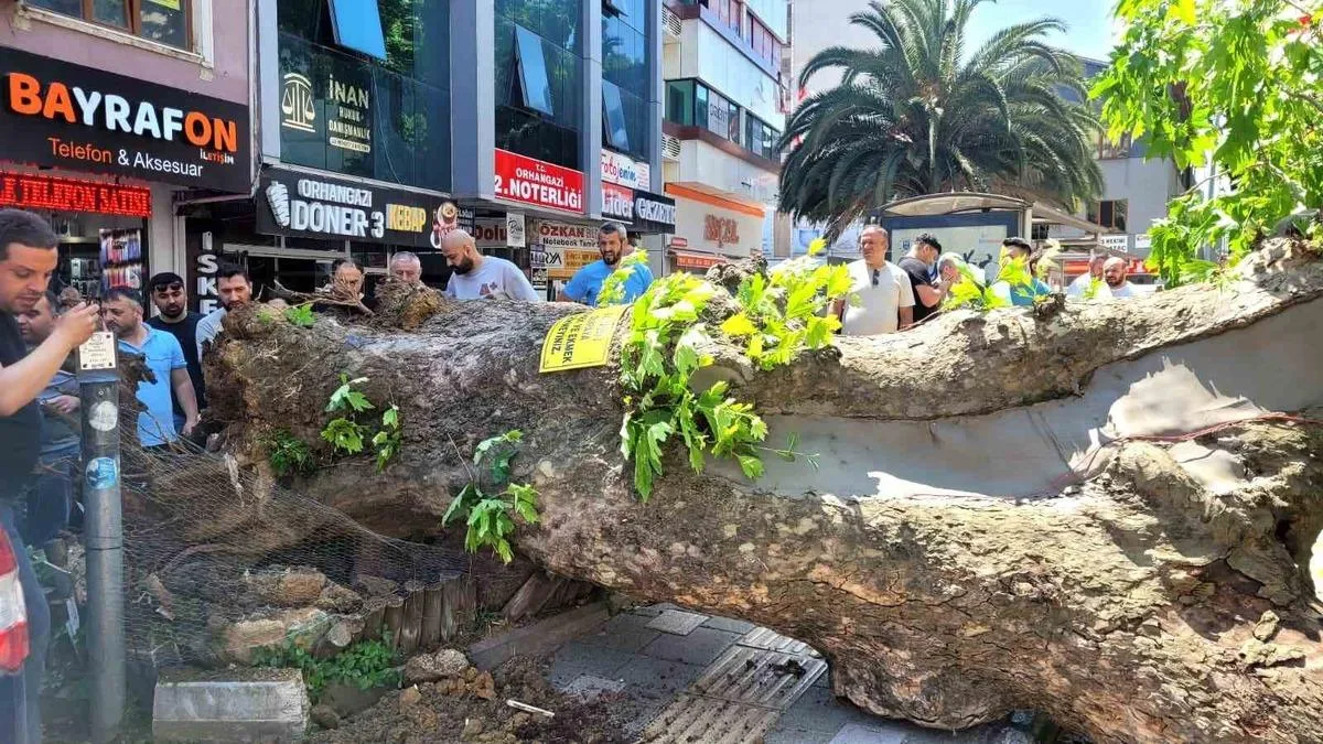 Orhangazi’de Tarihi Çınar Yola Devrildi!