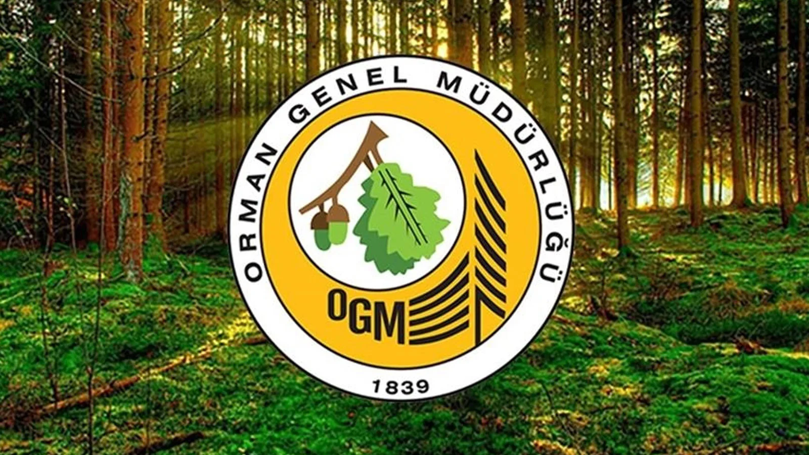Orman Yangınları Sonrası Yeniden Ağaçlandırma Planı