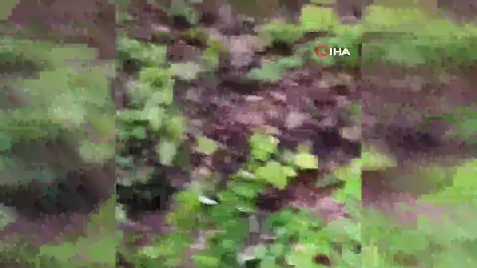 Genç adam ormanda ayı dehşeti yaşadı!