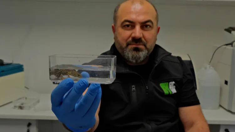 Ormanya’da Üç Yeni Endemik Semender Türü Keşfedildi