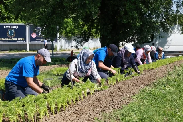 Osmangazi’yi Çiçeklerle Donatacak 260 Bin Yeni Çiçek!