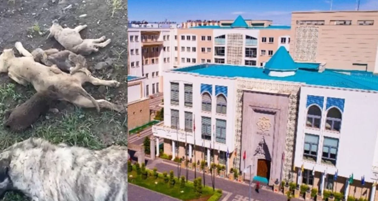Osmaniye’de Hayvan Bakımevi’nde Skandal Katliam!