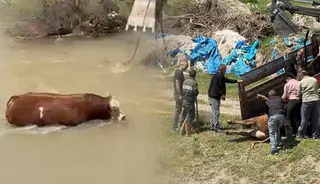 Yer: Sivas! Kesime bir gün kala kaçan tosun ortalığı birbirine kattı
