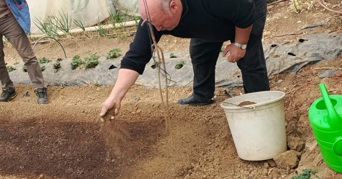 Pazaryeri’nde Tütün, Geçim Kapısı Oluyor!