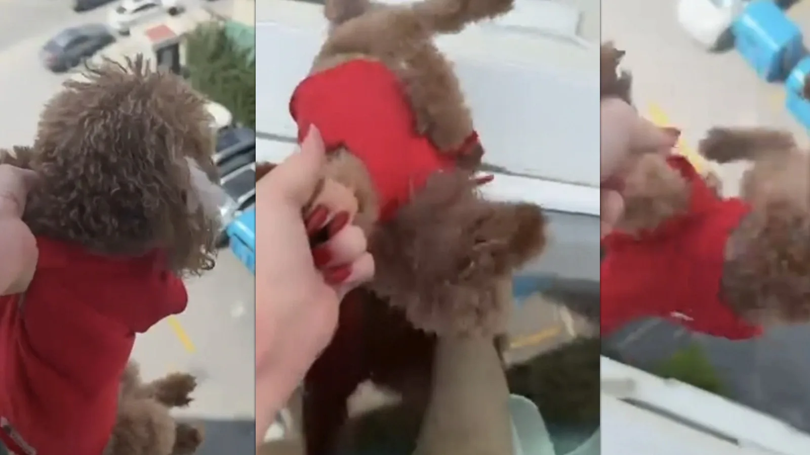 Pencereden Köpeği Sarkıtan Kadın Özür Diledi