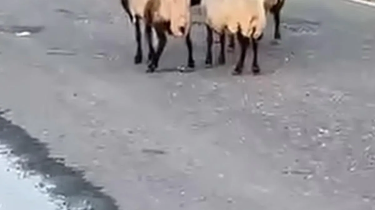Rögar Suyu İçen 32 Hayvan Telef Oldu!