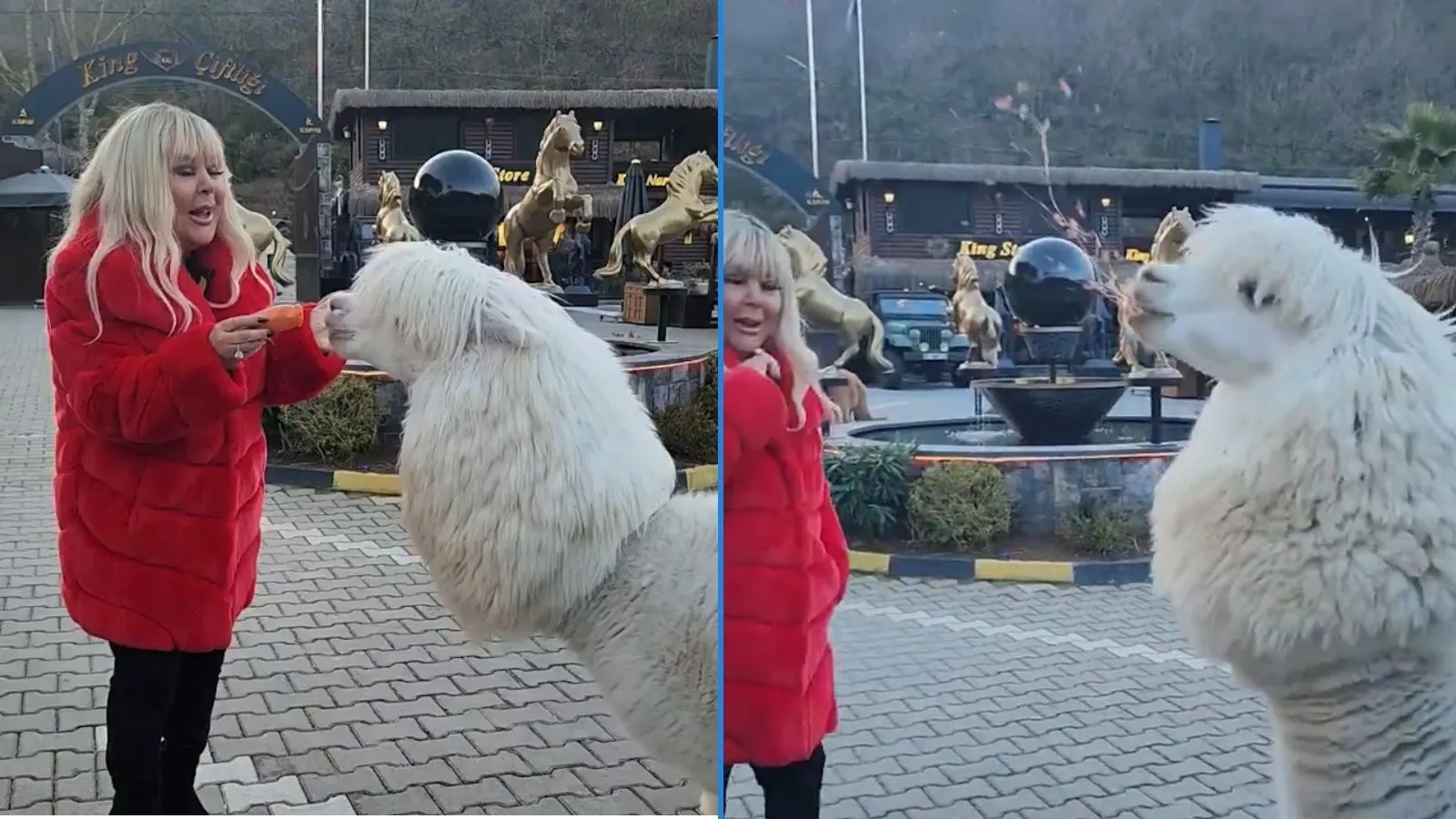 Safiye Soyman’ın Alpaka Şaşkınlığı Sosyal Medyada!
