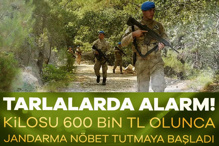 Safran Tarlalarında Jandarma Nöbeti: 600 Bin TL!