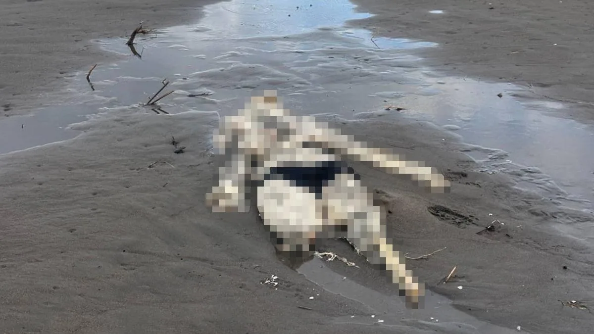 Samsun’da Sahilde İnsan İskeleti Bulundu!