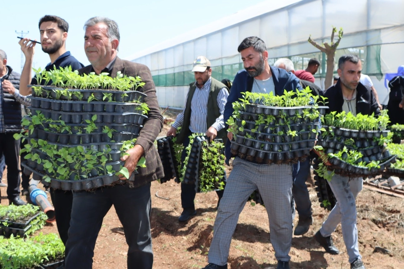 Şanlıurfa’da Çiftçiye 1 Milyon Fide Desteği!