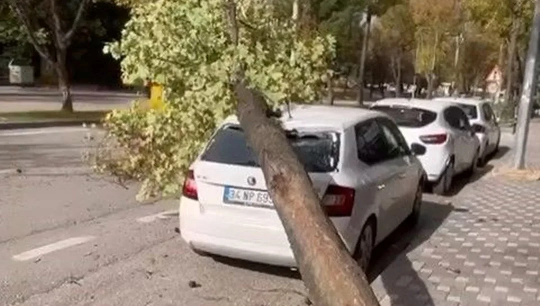 Şehirde Lodos Ağaç Devrildi, Trafik Kilitlendi!