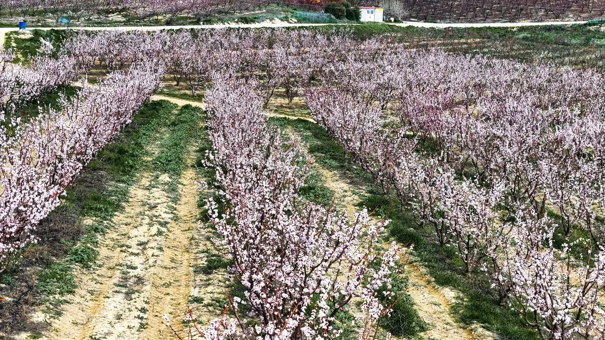 Selamlı’da Kayısı Ağaçları Beyaza Büründü!