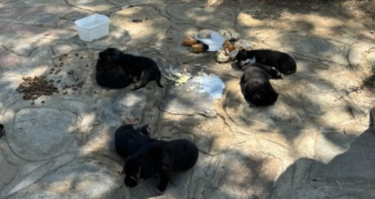 Selçuk’ta Hayvan Katliamı: 10 Köpek, 5 Kedi Ölü bulundu!