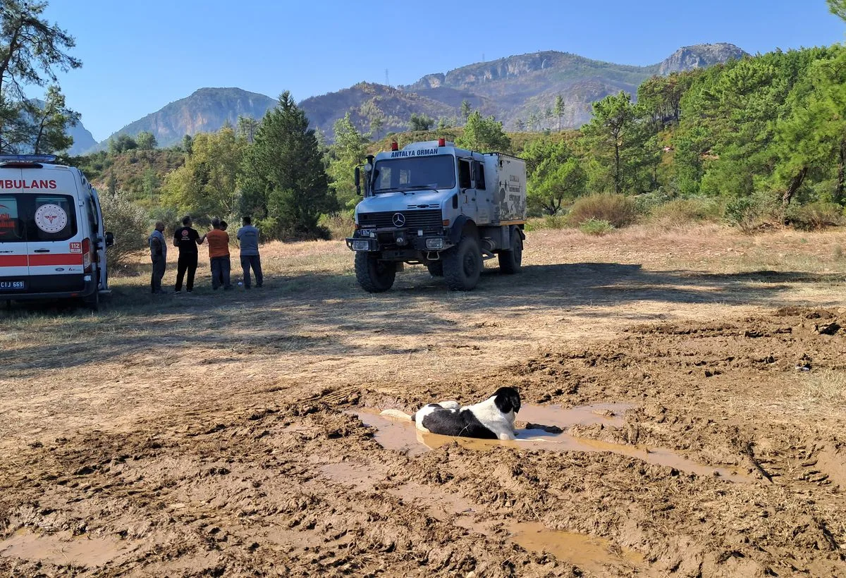 Serik’te Yangın Bölgesinde Köpek Serinlemek İçin Su Birikintisine Girdi