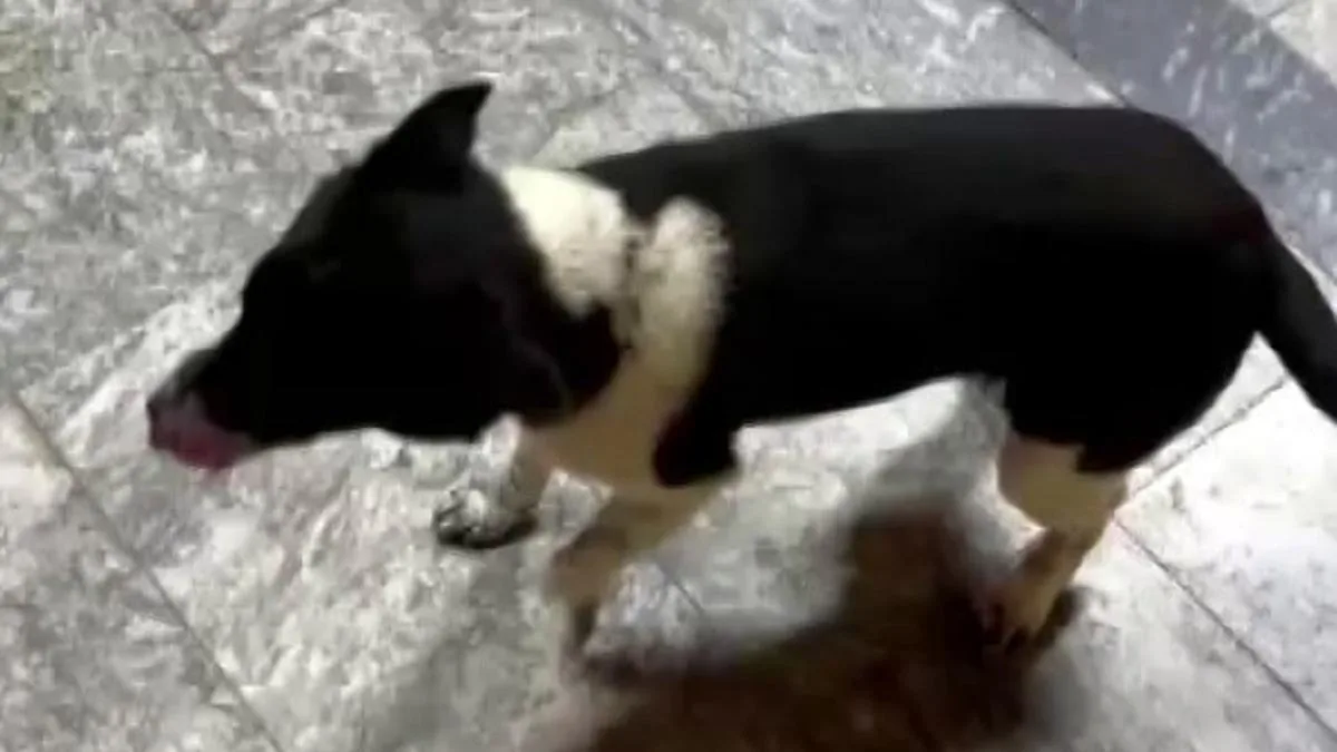 Sevimli Köpek At Gibi Yürüyerek Göz Dolduruyor!