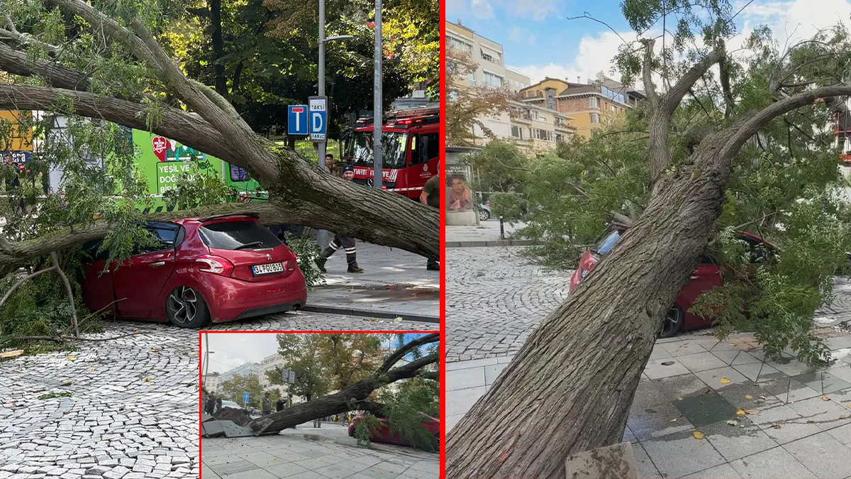 Şiddetli Rüzgar Ağaç Devrildi, Cadde Trafiğe Kapandı