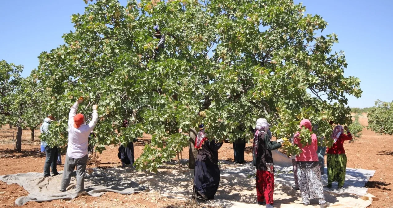 Siirt’te Fıstık Hasadı Erken Başladı, Tehlike Büyüyor!